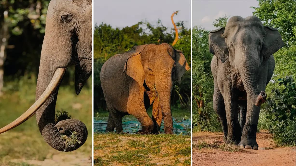 Wild Elephants