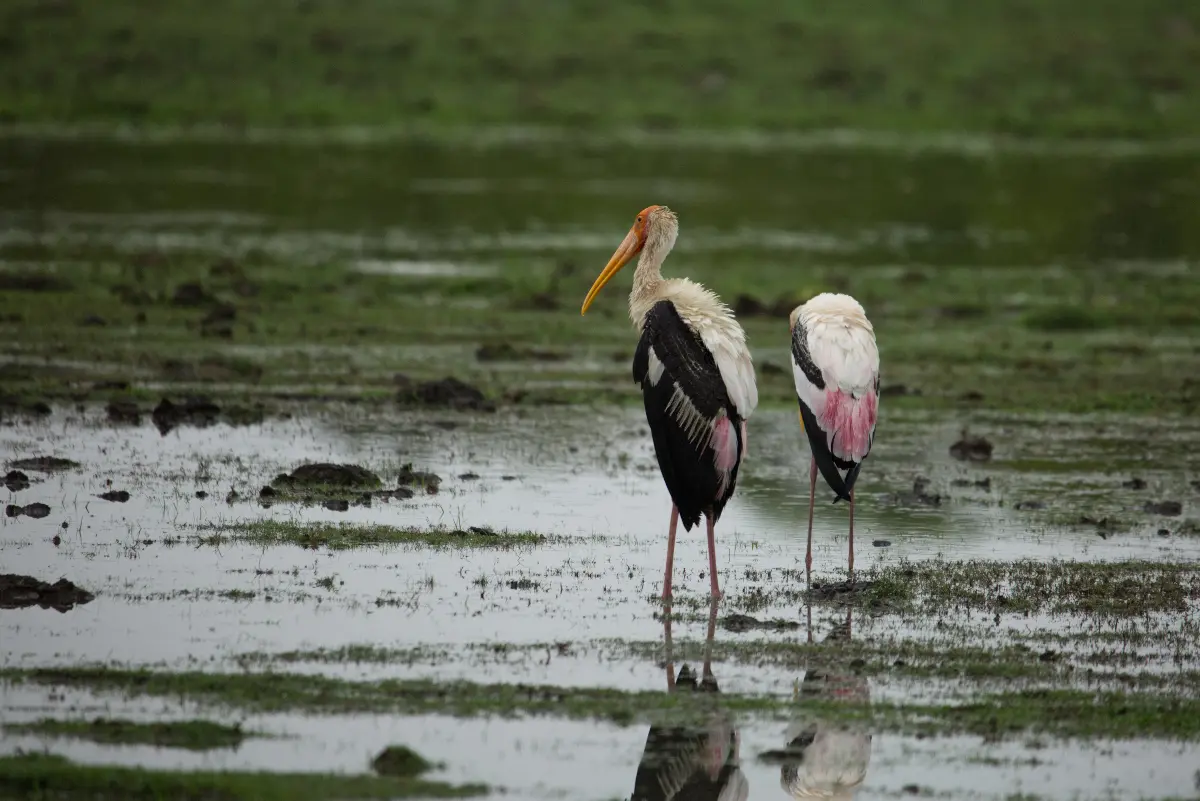 Rich Wildlife